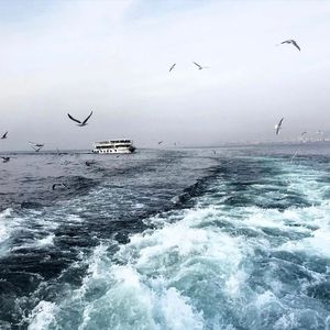 trample残忍践踏vk
